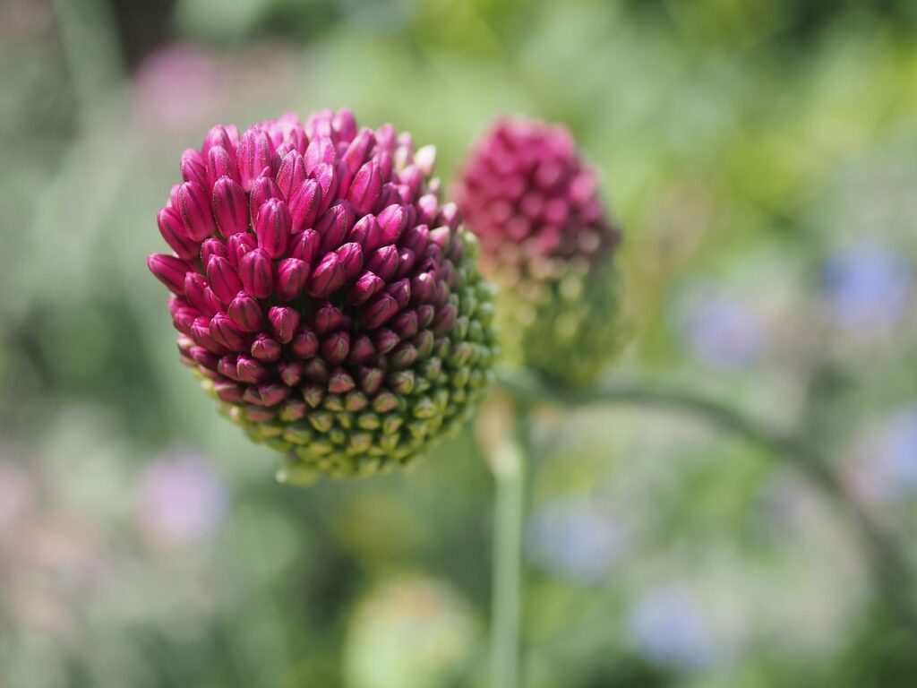 ornamental onion, allium, scallion-8095169.jpg