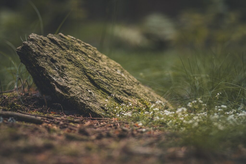 stone, grass, forest-1577231.jpg